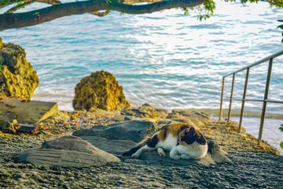 Cat relaxing on rock by sea