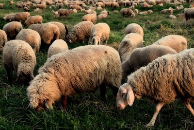 Sheep grazing in field