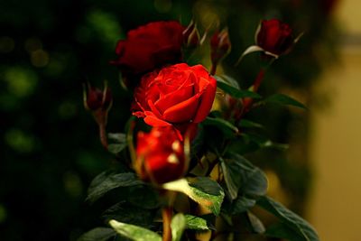 Close-up of red rose