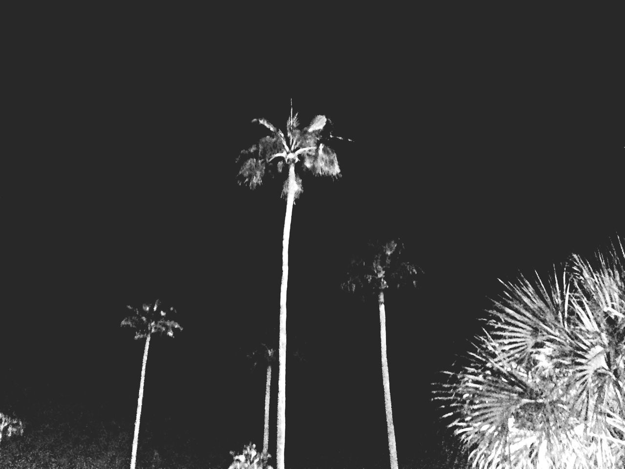 low angle view, night, clear sky, illuminated, tree, sky, copy space, arts culture and entertainment, palm tree, tall - high, outdoors, built structure, no people, growth, lighting equipment, building exterior, architecture, celebration, nature, long exposure