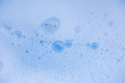 Close-up of jellyfish on white background