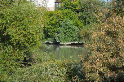 Scenic view of lake in forest