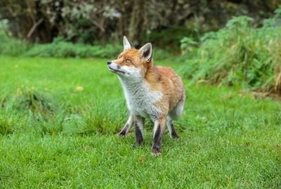 Full length of fox standing on field