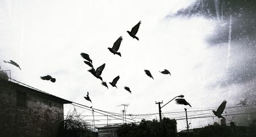 Low angle view of birds flying in sky