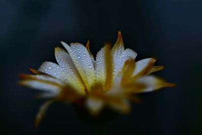 Close-up of wet flower against black background