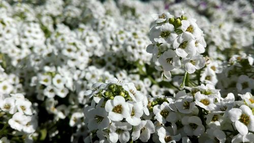 Close-up of white flowers