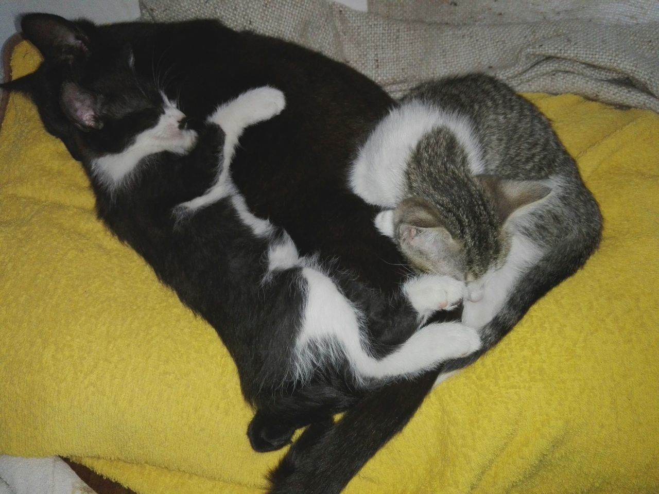 Three cats sleeping