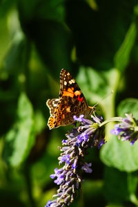 Close-up of butterfly pollinating on purple flower