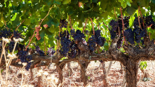 Close-up of grapes growing in vineyard