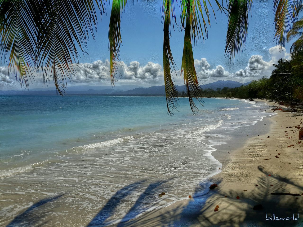 beach, sea, sand, water, palm tree, shore, tranquility, tranquil scene, beauty in nature, scenics, nature, sky, horizon over water, tree, idyllic, tree trunk, day, no people, coastline, outdoors