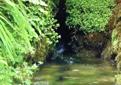 Plant growing in water