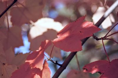 Close-up of autumn leaves on tree