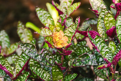 plant