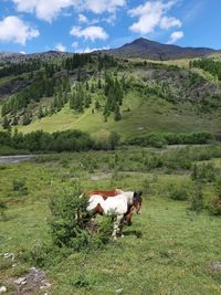 View of a horse on field