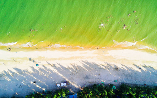 High angle view of grass in water