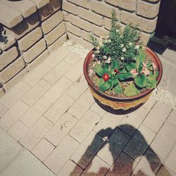 Plant growing on footpath