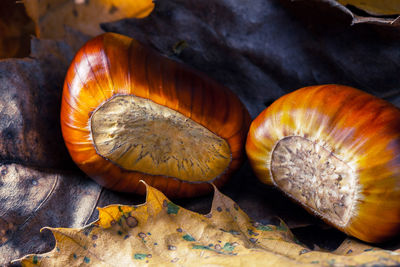 Close-up of mushrooms on wood