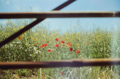 Plants growing on field