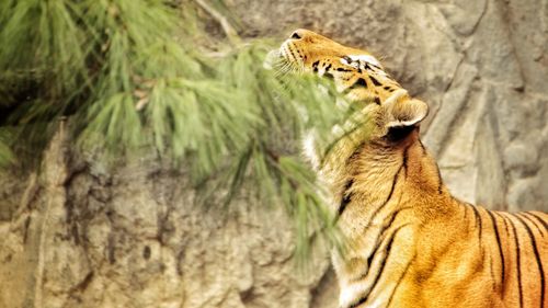 Close-up of a cat in zoo