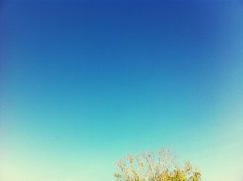 Low angle view of flowering plants against clear blue sky