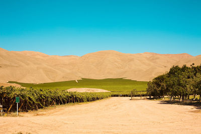 Vineyard crops in the middle of the desert in tierra amarilla, chile