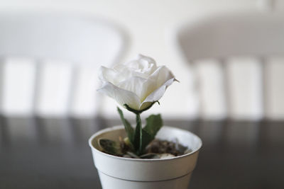 Close-up of white rose in potted plate on table