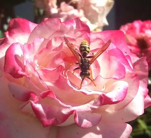 Close-up of bee on pink flower