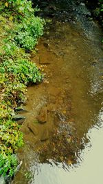 High angle view of plants growing in pond