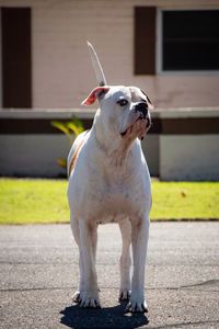 Dog looking away on street