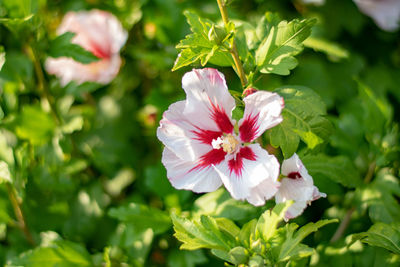 Close-up of pink flowering plant