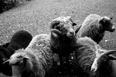 Sheep in a field