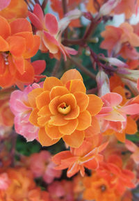 Close-up of orange flowering plant