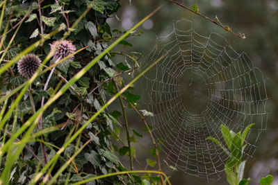 Close-up of spider web on plant