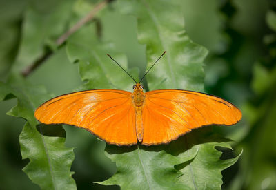 A julia heliconian or dryas iulia butterfly perched on a plant leaf.