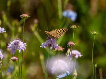 Butterfly pollinating on flower