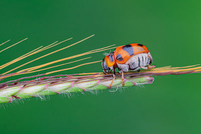 Close-up of caterpillar on leaf