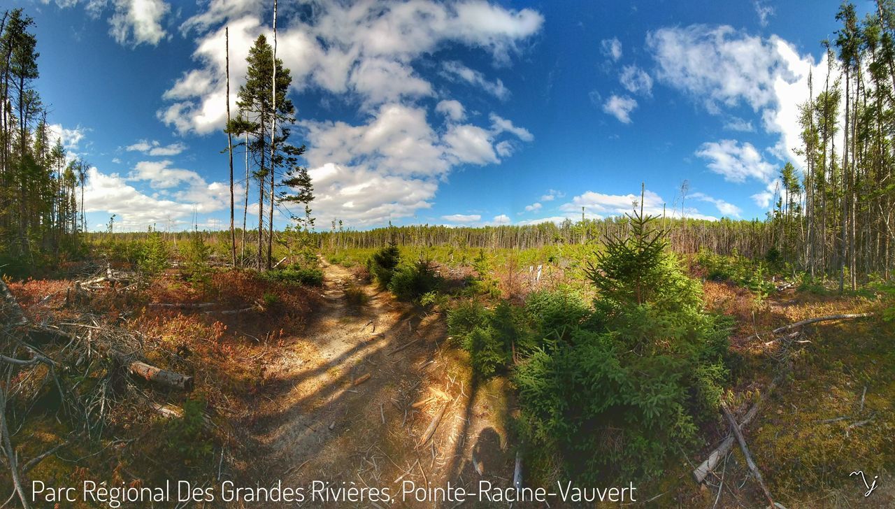 PLANTS GROWING ON LAND