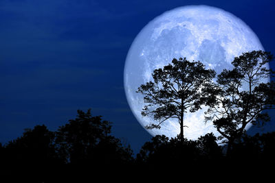 Low angle view of silhouette tree against sky at night