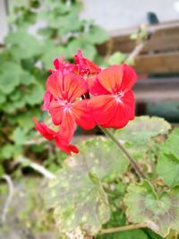 Close-up of flowers blooming outdoors