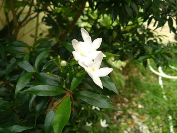 Close-up of white flowering plant