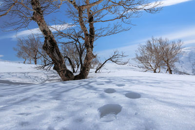 Bare trees on snow covered field against sky