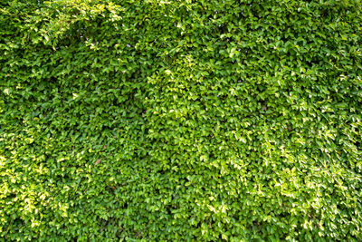 Full frame shot of fresh green plants