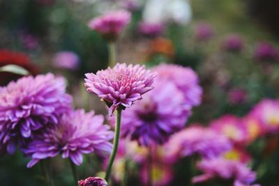 Close-up of pink flowers