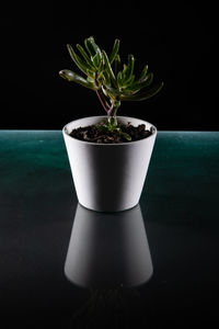 Close-up of potted plant on table