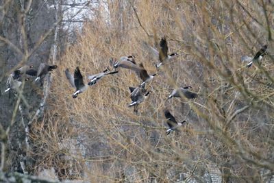 Flock of birds flying