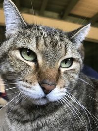 Close-up portrait of cat