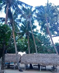 Palm trees on beach against sky