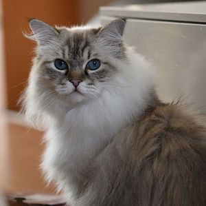 Close-up portrait of a cat at home