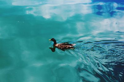 Duck swimming in lake