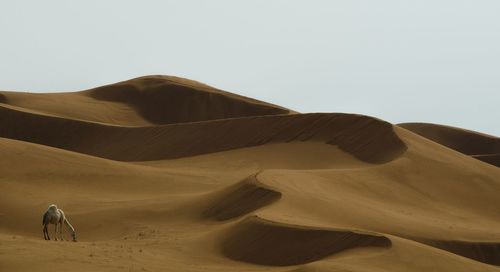 Sand dunes in desert against clear sky